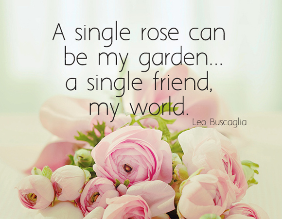 In my garden i can. A Single Rose can be my Garden a Single friend, my World. Leo. Single Rose.